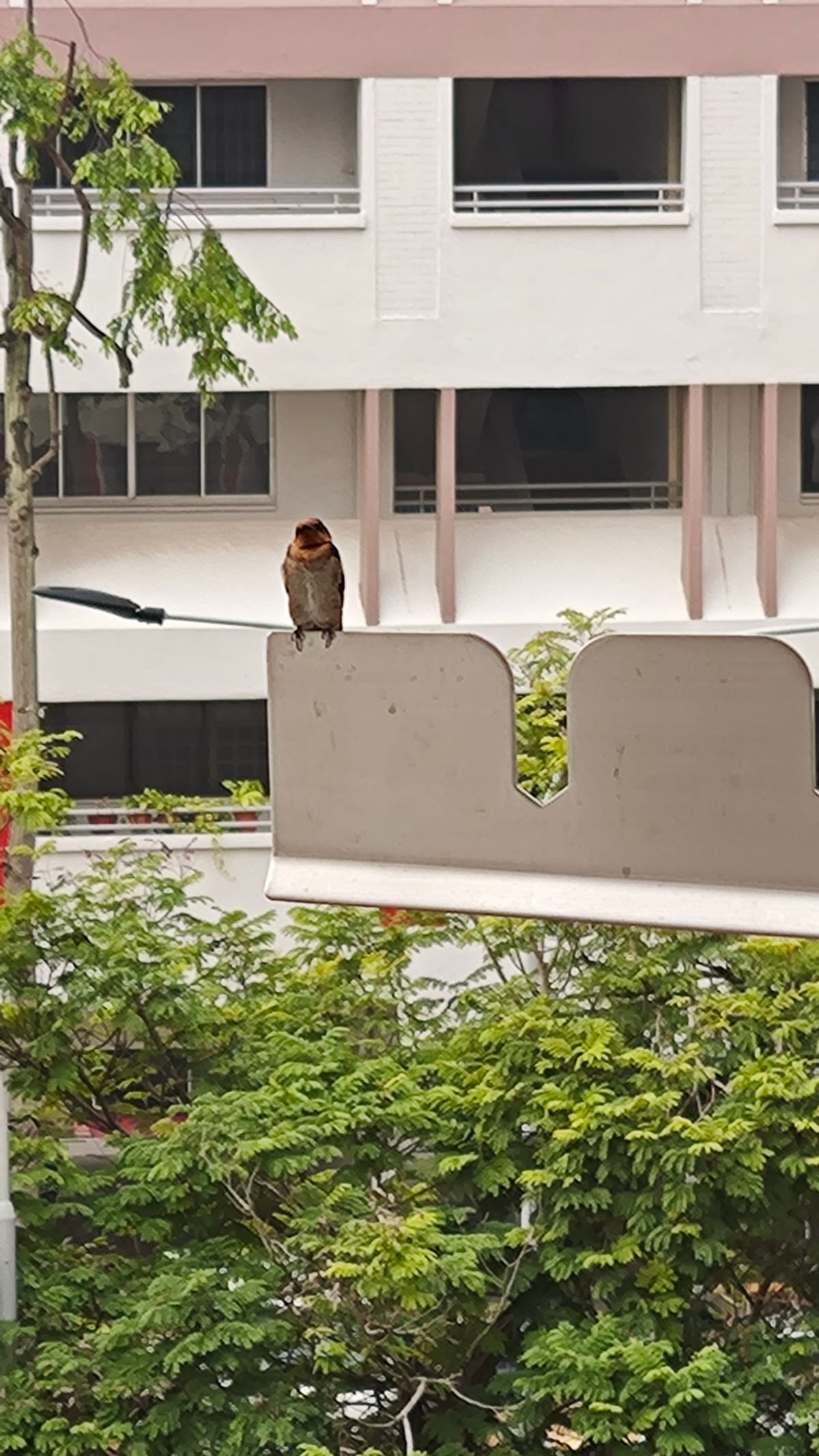 Spotted in the Wild: A Pacific Swallow in the Neighbourhood